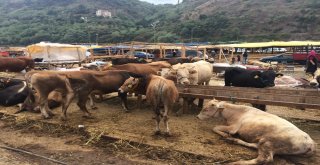 Bayramın İlk Gününde Kurbanlıkların Yarısı Satıldı