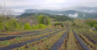 Yaban mersinleri Bursa'da filizleniyor