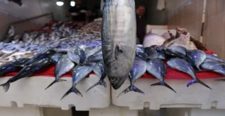 Karadenizde  “Palamut” Ve “Kalkan Balığı” Bereketi