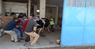Kesileceğini Anlayan Kızgın İnek İğneyle Sakinleştirildi