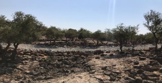 (Özel) Deli Zeytini Akıllı Yaptılar