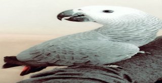 Kayıp Paşayı Bulanlar Ödüllendirilecek