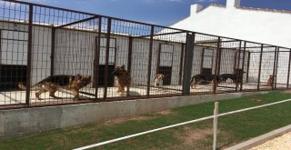Eskişehirde Köpek Oteli Ve Çiftliği