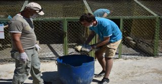 Öğrenciler Lavanta Kesti, Barınak Temizledi