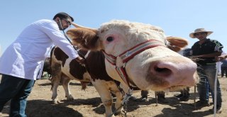 Vanda Kurban Sağlık Timi İş Başında