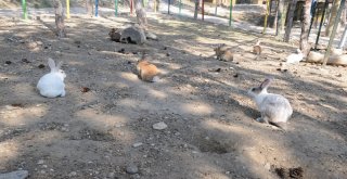 Çorumda Sokak Hayvanları Klima İle Serinliyor