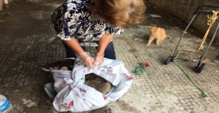 Yürek Sızlatan Görüntüye Hayvanseverden Çağrı: Ne Olur Yardım Edin