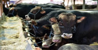 Kepez Kurban Bayramına Hazır