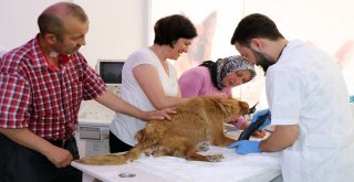 Yaralı Halde Bulduğu Köpeği Tarım Aracıyla 30 Kilometreden Tedaviye Getirdi