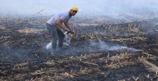 Çukurovada Mısır Hasadıyla Birlikte Anız Yangınları Da Başladı