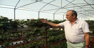 (Özel)Turizm Sektörünü Bıraktı, Memleketinde Toprak Kullanmadan Çilek Yetiştiriyor