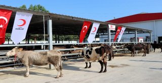 Başkan Erdoğanın Vekalet Kurbanı Sakaryada Kesildi