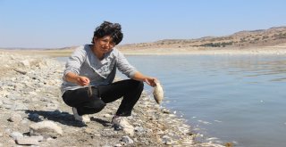 Porsuk Barajında Esrarengiz Balık Ve Kerevit Ölümleri