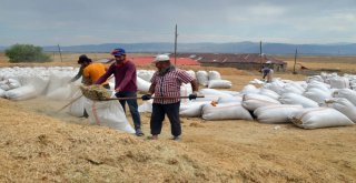 Muşta Saman Sevkıyatı Başladı