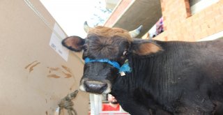 Yüzen Dana Ferdinand Yola Çıktı