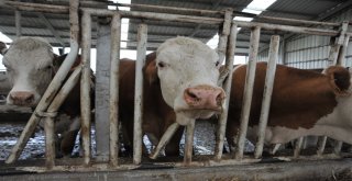 Örnek Köyde Günde 800 Litre Süt Üretiyorlar