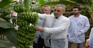 Manisa Jeotermal Seracılıkta Türkiye İkincisi