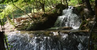 Tokatta Erik Ağacı Temmuz Ayında İkinci Kez Çiçek Açtı