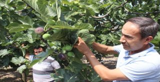 Dünyaca Ünlü Meyveye İhracat Yasağı