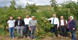 Çivril De Hünnap Hasadı Yapıldı