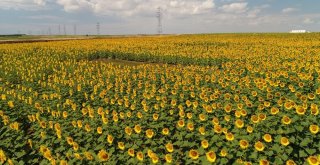 (Özel) Milyonlarca Ayçiçeğinin Havadan Görüntüsü Mest Etti