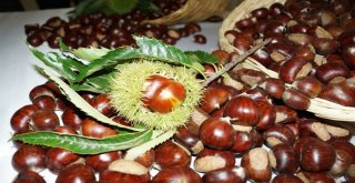Aydında Sezonun İlk Kestanesi Borsaya Teslim Edildi