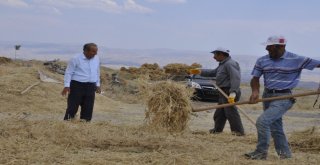 Arguvanda Nohut Hasadı Başladı