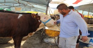 Demokratik Çadırın Keyifçi Danası