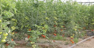 Erzincanda Sera Yatırımları Devam Ediyor