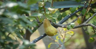 Borlu Su Sebzeleri Kuruttu