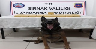 Şırnakta 14 Kilo 400 Gram Eroin Maddesi Ele Geçirildi