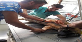 Milasta Sokak Hayvanına Silahlı Saldırı