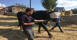 İki Tonluk Boğa, Otomobil Fiyatına Alıcı Bekliyor