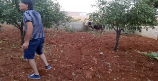 Kaçan Kurbanlıklar 1 Kişiyi Yaraladı