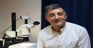 Sarı Kız Zararlı Değil Yararlı