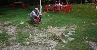 Bu Tilkiler Her Gün Lokantada