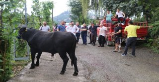 2 Kişiyi Yaralayan Boğa Uzun Uğraşlar Sonucu Yakalanabildi