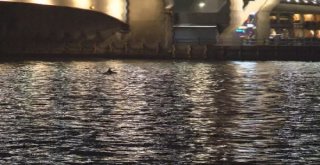 Galata Köprüsü Altında Yunuslar Gösterisi Büyük Beğeni Topladı