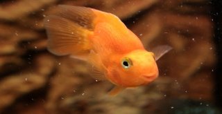 (Özel) Vanda ‘Akvaryum Müzesi Kuruldu