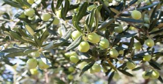 Ayvalıkta 14. Zeytin Hasat Günleri İçin Geri Sayım Başladı