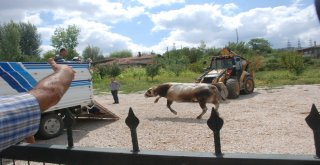 Uygulama Noktasında Durdurulan Kamyonetteki Boğa Kaçtı