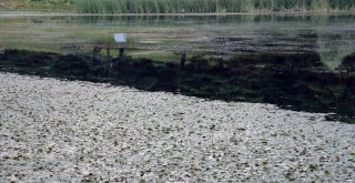 Hastalığına Çare Arayan Bu Göle Gidiyor