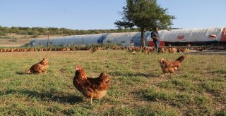İşçi Olarak Gittiği İsviçreye Bal İhraç Etti