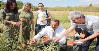 Kurt Üzümü Elazığda İlk Meyvesini Verdi