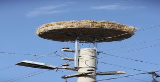 Ispartada Leylekler İçin Özel Yuva