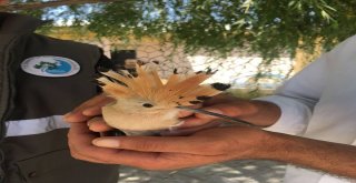 Yaralı İbibik Kuşu Tedavi Altına Alındı