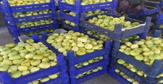 İncir Üreticisini Güldürüyor