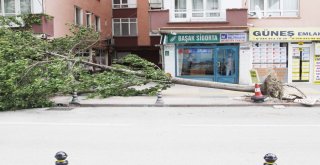 Çankırıda Fırtına Ağaçları Kökünden Söktü