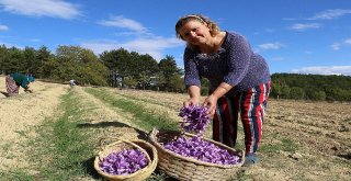 Kilosu 30 Bin Tl Olan Safranda Hasat Başladı