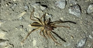 ‘Sarı Kız Eskişehirde De Görüldü